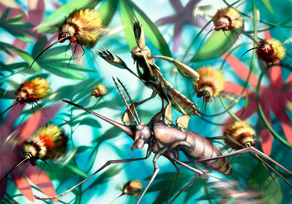 Illustrations of Salsa Invertebraxa