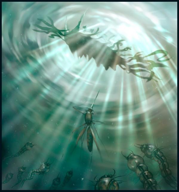 Illustrations of Salsa Invertebraxa