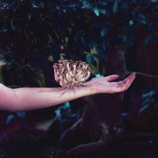 Photo Manipulations by Daphne Ng