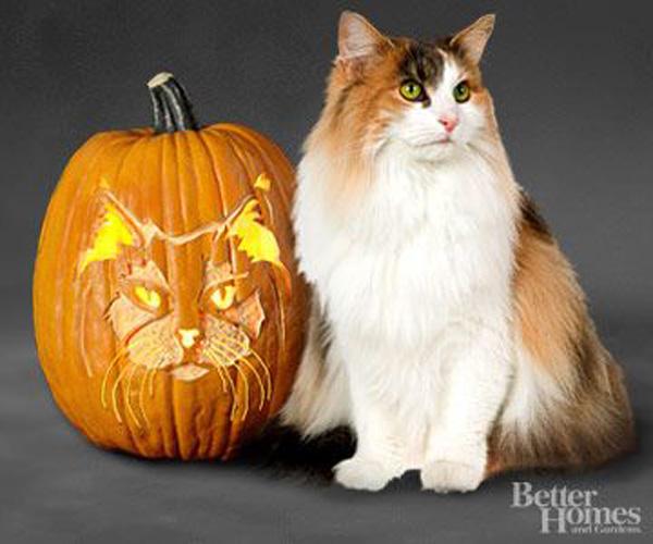 50+ Creative Pumpkin Carving Ideas
