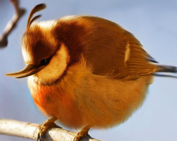 Real Angry Bird
