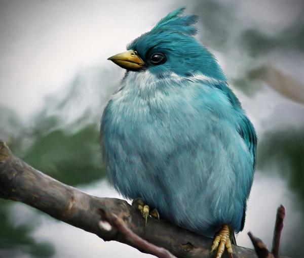 Real Angry Bird
