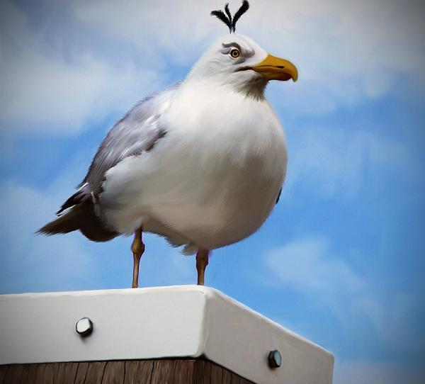 Real Angry Bird