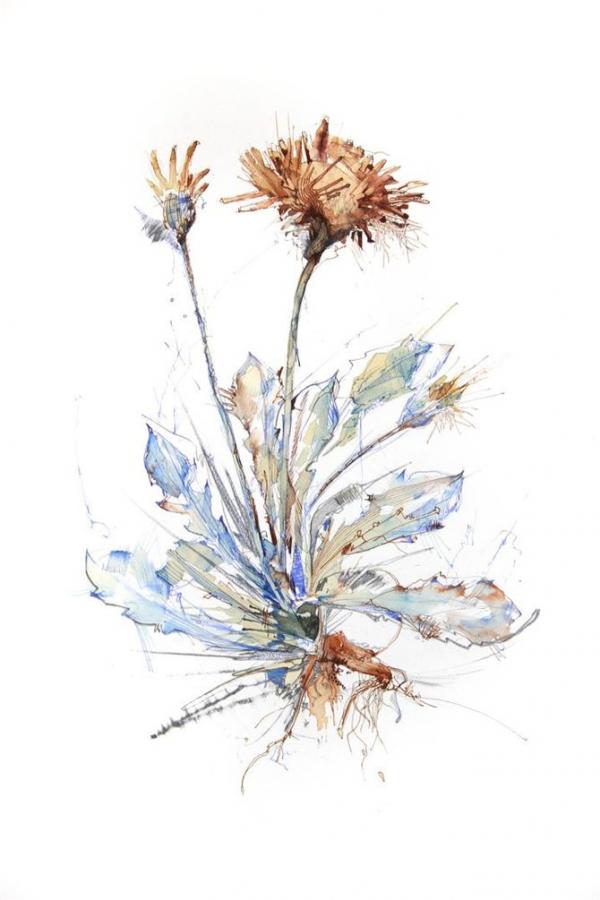 Illustrations by Carne Griffiths