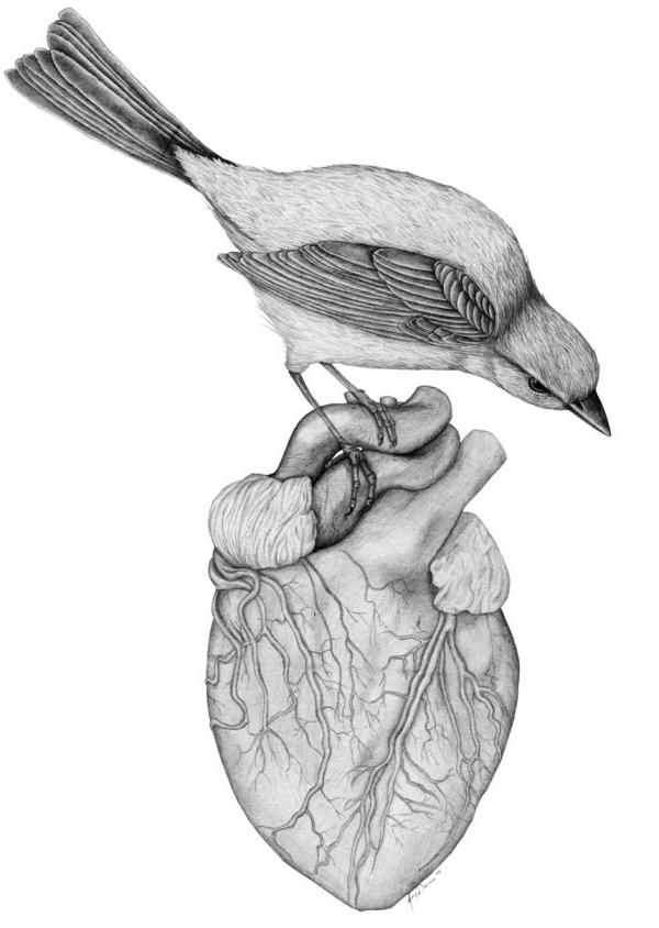 Pencil drawings by Amy Dover