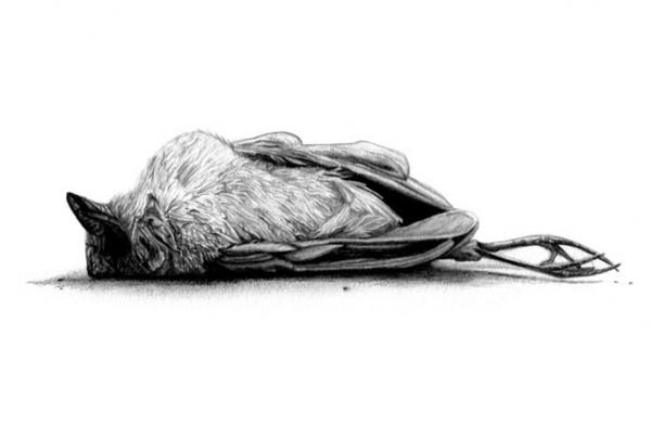 Pencil drawings by Amy Dover