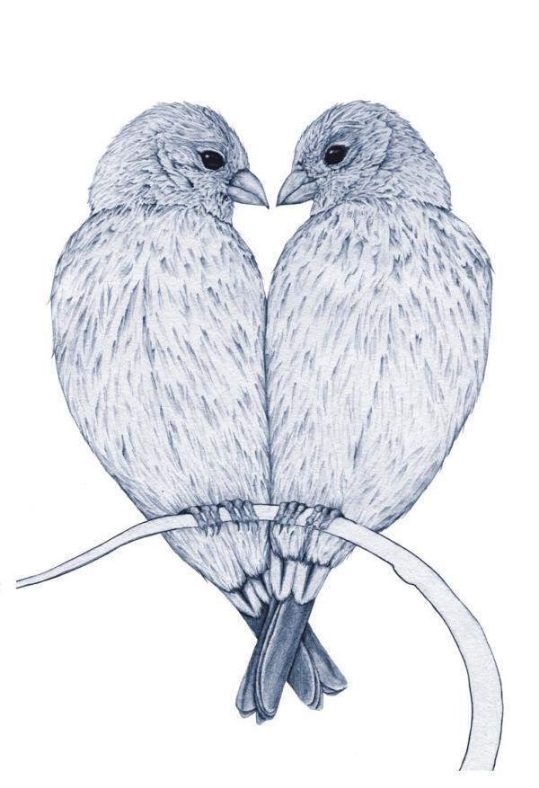 Pencil drawings by Amy Dover