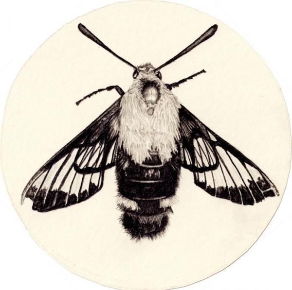 Pencil drawings by Amy Dover