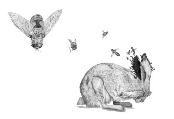 Pencil drawings by Amy Dover