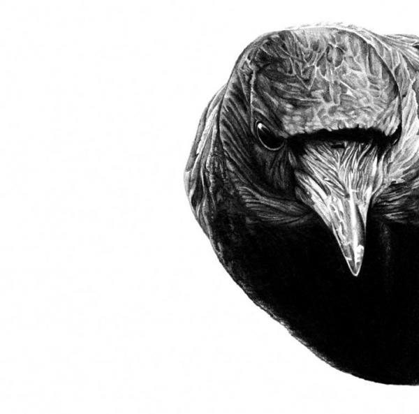 Pencil drawings by Amy Dover