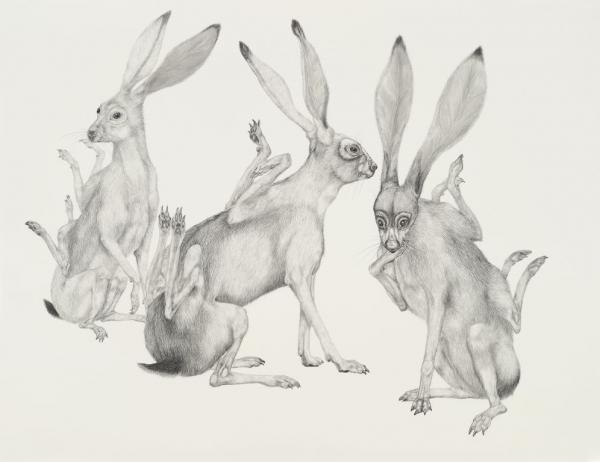 Animal Illustrations by Tara Tucker