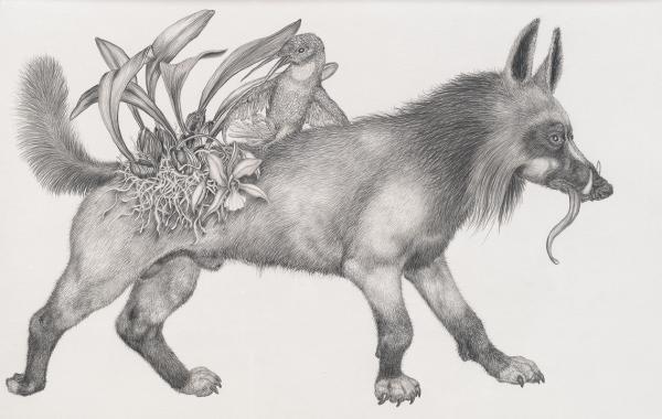 Animal Illustrations by Tara Tucker
