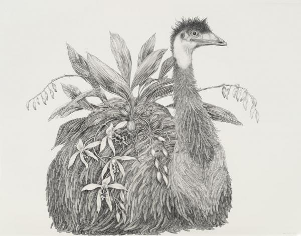 Animal Illustrations by Tara Tucker