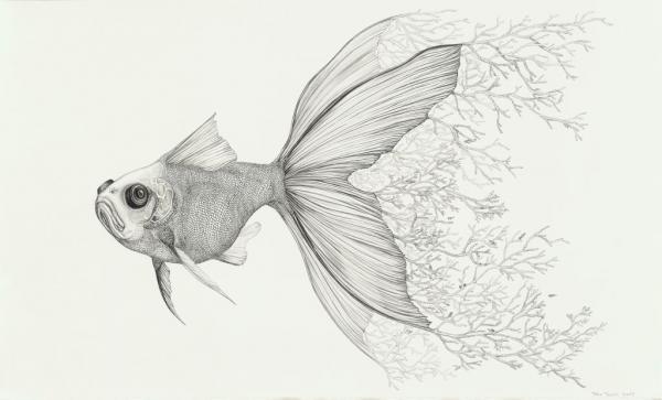Animal Illustrations by Tara Tucker