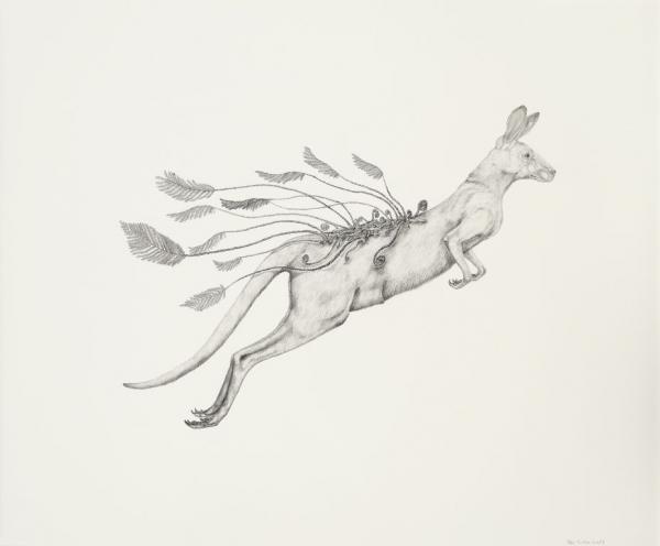 Animal Illustrations by Tara Tucker