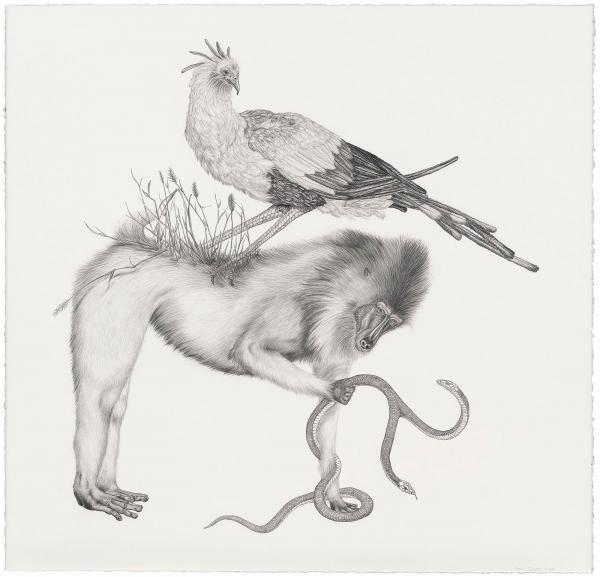Animal Illustrations by Tara Tucker