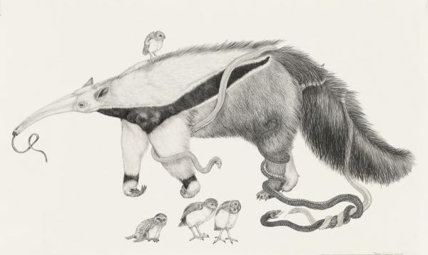 Animal Illustrations by Tara Tucker