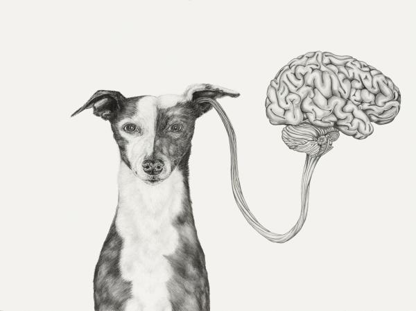Animal Illustrations by Tara Tucker