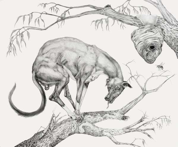 Animal Illustrations by Tara Tucker