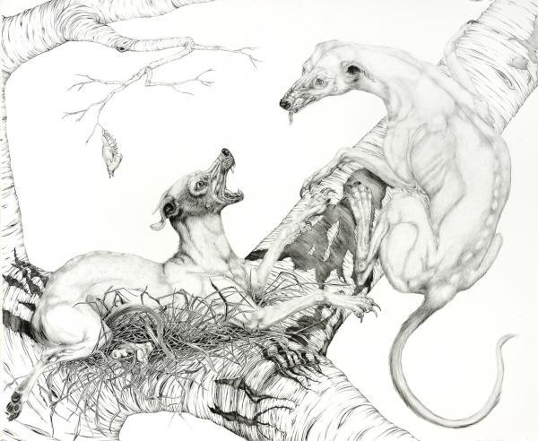 Animal Illustrations by Tara Tucker
