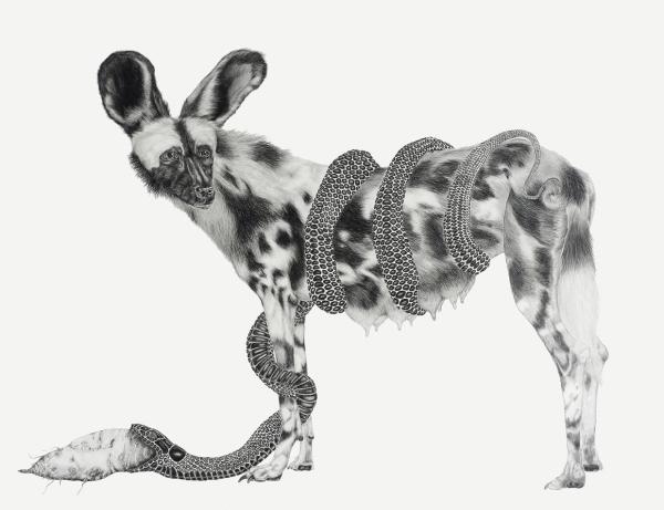 Animal Illustrations by Tara Tucker