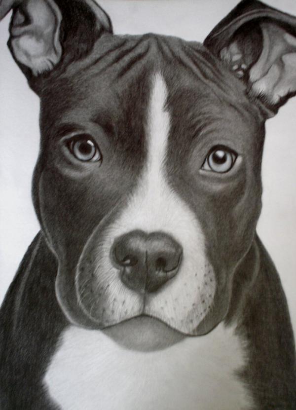 Animal Portrait Illustrations by sinsenor
