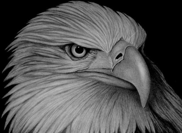 Animal Portrait Illustrations by sinsenor