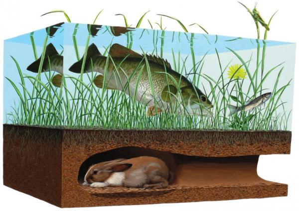 Scientific Textbook illustrations by Josh Keyes