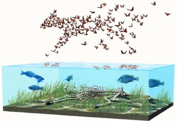 Scientific Textbook illustrations by Josh Keyes