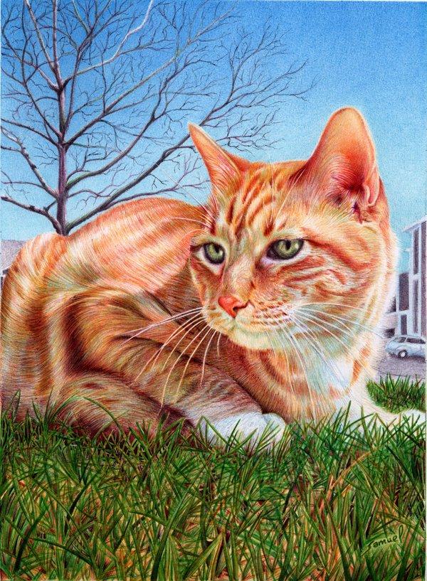 Animal Portrait Drawings by Samuel Silva