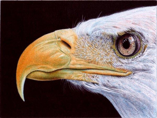 Animal Portrait Drawings by Samuel Silva