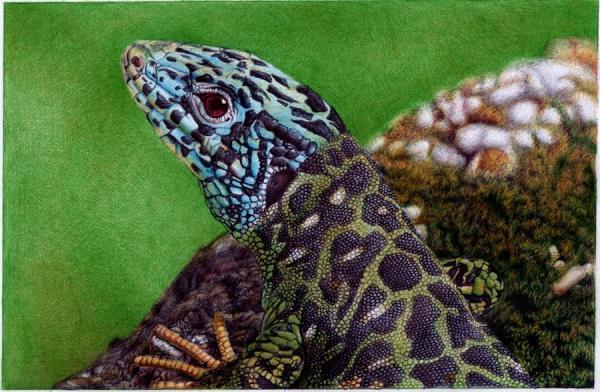 Animal Portrait Drawings by Samuel Silva