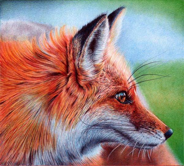 Animal Portrait Drawings by Samuel Silva