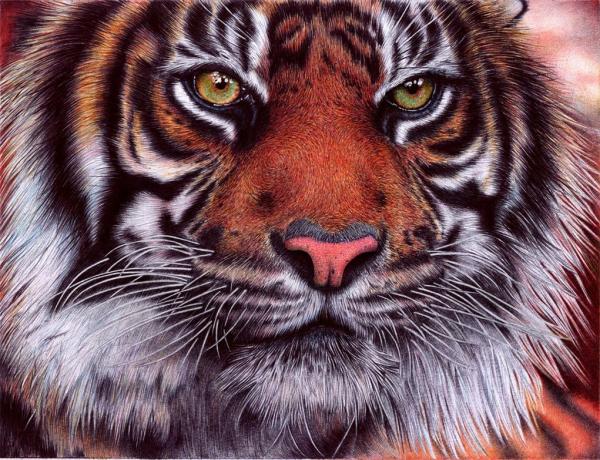 Animal Portrait Drawings by Samuel Silva