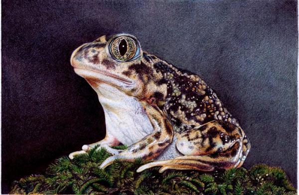 Animal Portrait Drawings by Samuel Silva