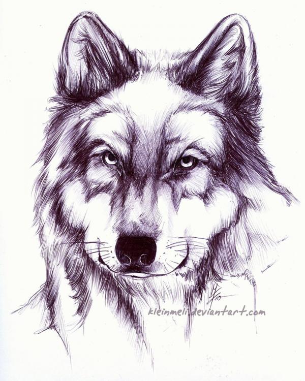 Portrait Illustrations by Kleinmeli