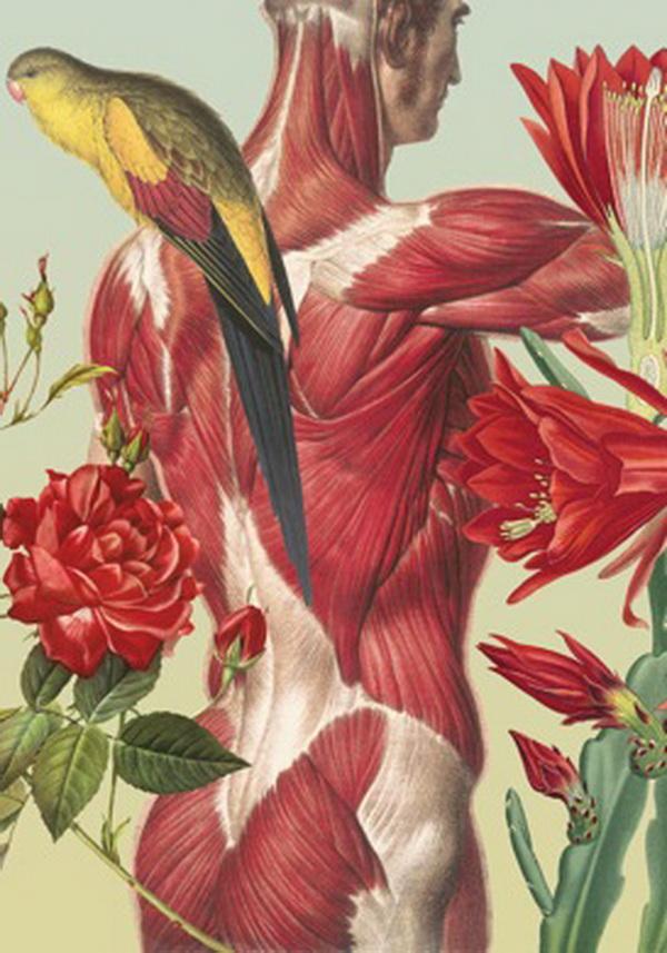 Awesome Anatomical Collages by Juan Gatti