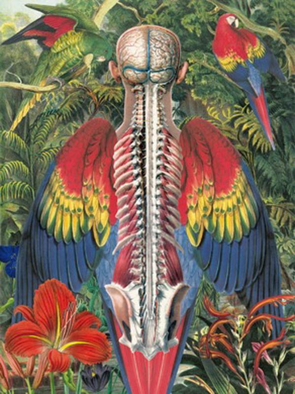Awesome Anatomical Collages by Juan Gatti