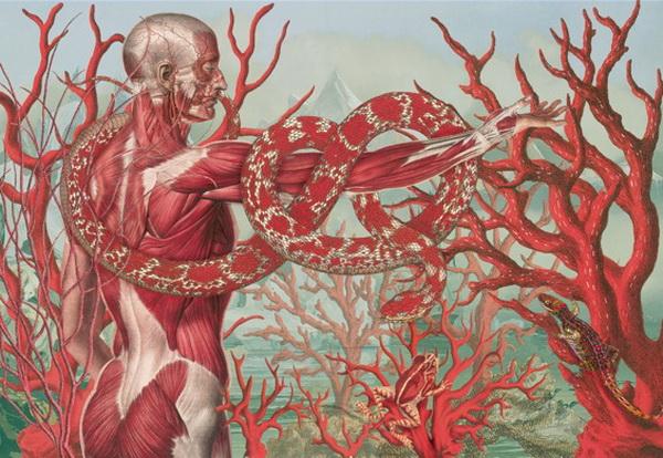 Awesome Anatomical Collages by Juan Gatti