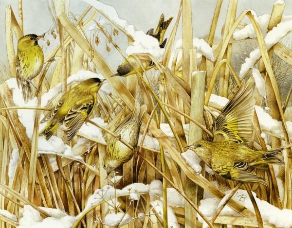 Lovely Bird Illustrations by Marjolein Bastin