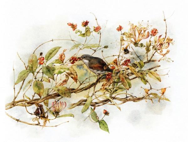 Lovely Bird Illustrations by Marjolein Bastin