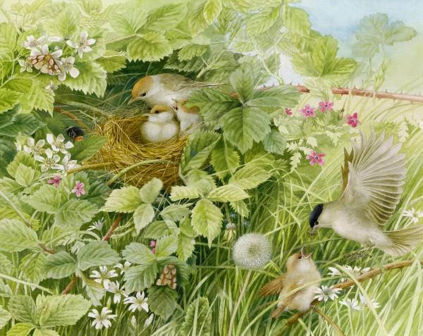 Lovely Bird Illustrations by Marjolein Bastin
