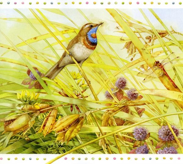 Lovely Bird Illustrations by Marjolein Bastin