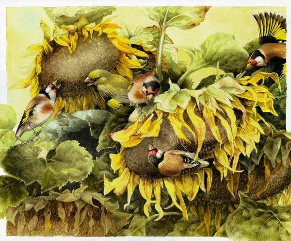 Lovely Bird Illustrations by Marjolein Bastin