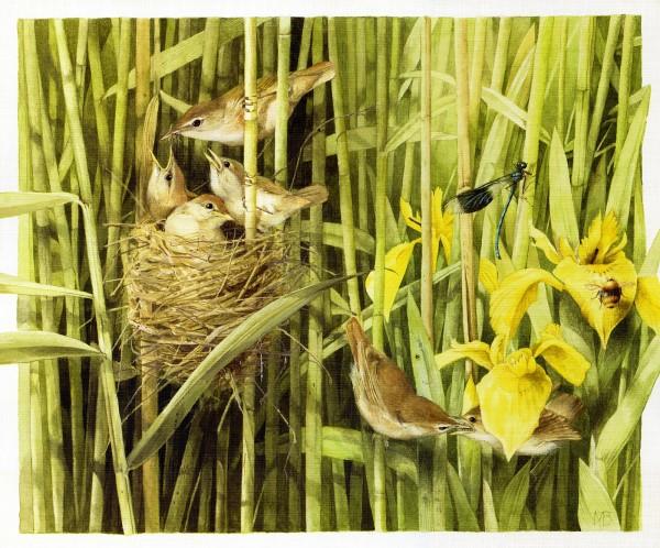 Lovely Bird Illustrations by Marjolein Bastin