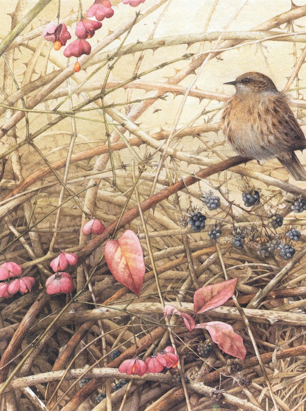 Lovely Bird Illustrations by Marjolein Bastin