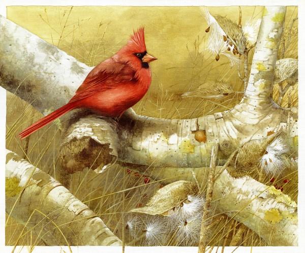 Lovely Bird Illustrations by Marjolein Bastin