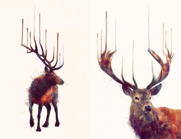 Animal Portraits by Amy Hamilton