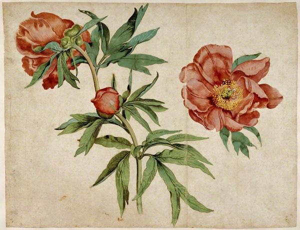 30 Beautiful Flower Drawings