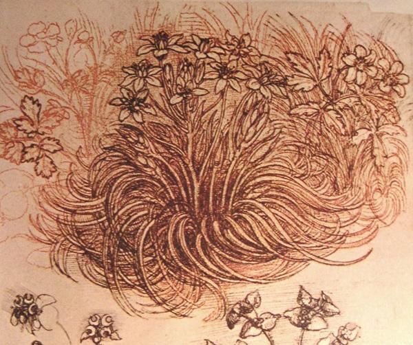 30 Beautiful Flower Drawings